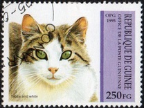 [Cats, type API]