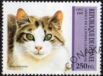 [Cats, type API]