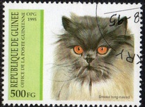 [Cats, type APJ]