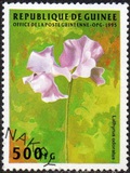 [Flowers, Scrivi AQN]