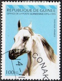 [Arab Horses, type AQW]