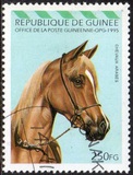 [Arab Horses, type AQY]
