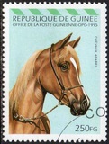 [Arab Horses, type AQY]