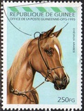 [Arab Horses, type AQY]
