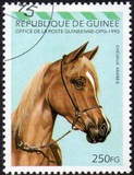[Arab Horses, type AQY]