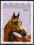 [Arab Horses, type AQZ]