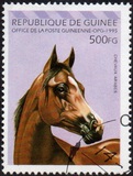 [Arab Horses, type AQZ]
