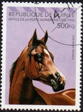 [Arab Horses, type AQZ]
