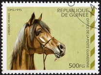 [Arab Horses, type ARB]