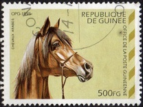 [Arab Horses, type ARB]