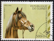 [Arab Horses, type ARB]