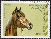 [Arab Horses, type ARB]