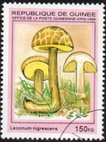 [Fungi, タイプ ARD]
