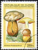 [Fungi, タイプ ARE]