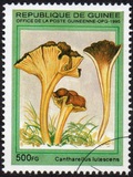 [Fungi, タイプ ARF]