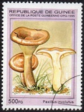 [Fungi, タイプ ARH]