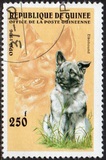 [Dogs, タイプ ASG]