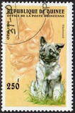 [Dogs, タイプ ASG]