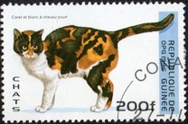 [Cats, 類型 ASM]