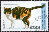 [Cats, 類型 ASM]