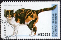 [Cats, 類型 ASM]