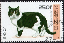 [Cats, 類型 ASN]