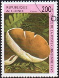 [Fungi, tegund AST]