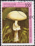 [Fungi, tegund ASV]