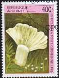 [Fungi, tegund ASW]