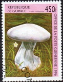 [Fungi, tegund ASX]