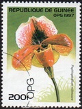 [Orchids, տեսակ ATH]