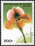 [Orchids, տեսակ ATH]
