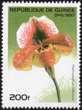 [Orchids, տեսակ ATH]