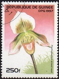 [Orchids, տեսակ ATI]