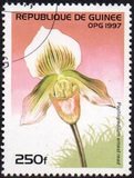 [Orchids, տեսակ ATI]