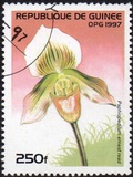 [Orchids, տեսակ ATI]