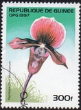 [Orchids, տեսակ ATJ]