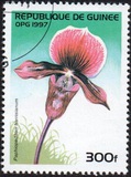 [Orchids, տեսակ ATJ]