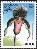 [Orchids, տեսակ ATK]