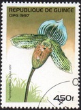 [Orchids, տեսակ ATL]