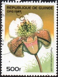 [Orchids, տեսակ ATM]