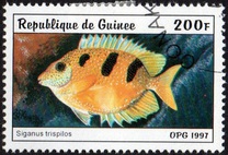 [Fish, тып AUB]