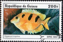[Fish, тып AUB]
