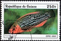 [Fish, тып AUC]