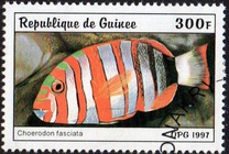 [Fish, тып AUD]