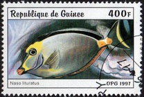 [Fish, тып AUE]