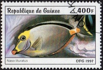 [Fish, тып AUE]