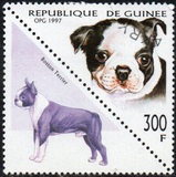 [Dogs, тып AVF]