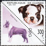 [Dogs, тып AVF]