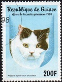 [Cats, Tipi AYX]